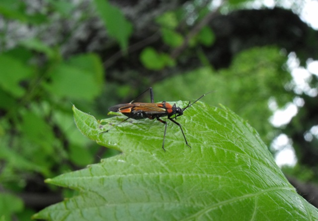 Miridae: Miris striatus dell''appennino